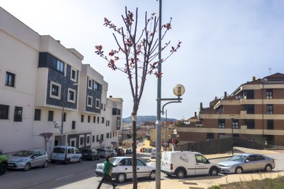 Los árboles ya agarran en las calles de la ciudad