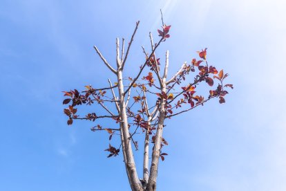 Los árboles ya agarran en las calles de la ciudad