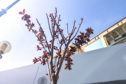 Los árboles ya agarran en las calles de la ciudad