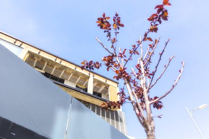 Los árboles ya agarran en las calles de la ciudad