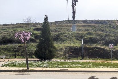 Los árboles ya agarran en las calles de la ciudad