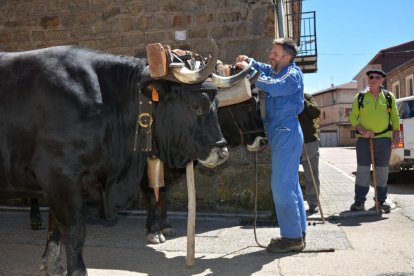 La Cabaña Real de Carreteros recorre Pinares para reclamar la declación de la carretería como BIC inmaterial.