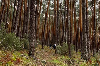 Una jornada de cultura pinariega en el monte