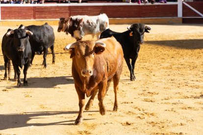 Los novillos para el Viernes de Toros son puntuales y ya descansan en la plaza de Soria.
