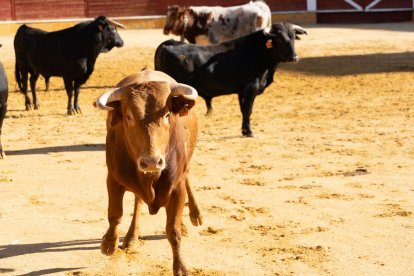 Los novillos para el Viernes de Toros son puntuales y ya descansan en la plaza de Soria.
