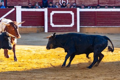 Los novillos para el Viernes de Toros son puntuales y ya descansan en la plaza de Soria.