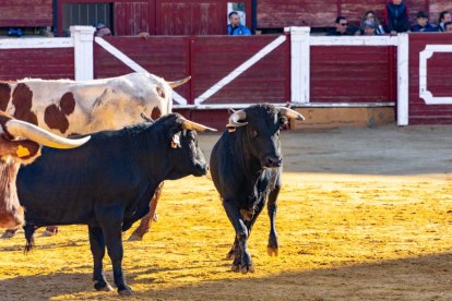 Los novillos para el Viernes de Toros son puntuales y ya descansan en la plaza de Soria.