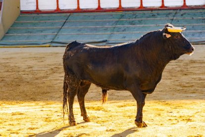 Los novillos para el Viernes de Toros son puntuales y ya descansan en la plaza de Soria.