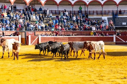 Los novillos para el Viernes de Toros son puntuales y ya descansan en la plaza de Soria.