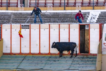 Los novillos para el Viernes de Toros son puntuales y ya descansan en la plaza de Soria.
