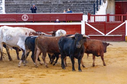 Los novillos para el Viernes de Toros son puntuales y ya descansan en la plaza de Soria.