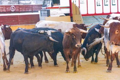 Los novillos para el Viernes de Toros son puntuales y ya descansan en la plaza de Soria.
