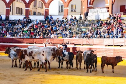 Los novillos para el Viernes de Toros son puntuales y ya descansan en la plaza de Soria.