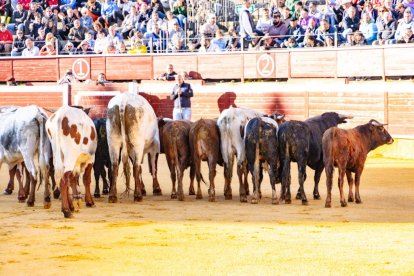 Los novillos para el Viernes de Toros son puntuales y ya descansan en la plaza de Soria.