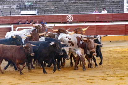 Los novillos para el Viernes de Toros son puntuales y ya descansan en la plaza de Soria.
