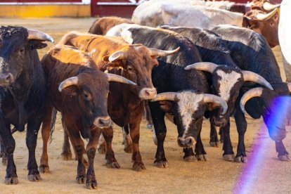 Los novillos para el Viernes de Toros son puntuales y ya descansan en la plaza de Soria.