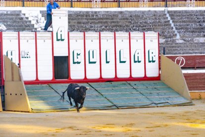 Los novillos para el Viernes de Toros son puntuales y ya descansan en la plaza de Soria.
