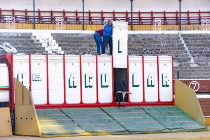 Los novillos para el Viernes de Toros son puntuales y ya descansan en la plaza de Soria