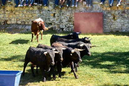 Las fiestas de San Juan 2024 ya celebran su primer acto en Valonsadero, el Desencajonamiento.
