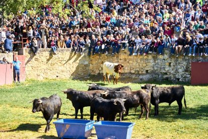 Las fiestas de San Juan 2024 ya celebran su primer acto en Valonsadero, el Desencajonamiento.
