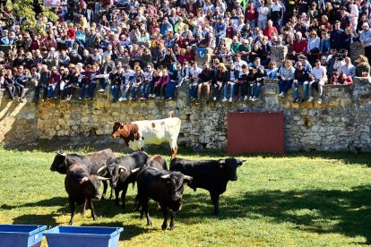 Las fiestas de San Juan 2024 ya celebran su primer acto en Valonsadero, el Desencajonamiento.