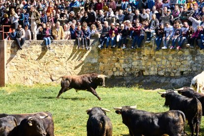 Las fiestas de San Juan 2024 ya celebran su primer acto en Valonsadero, el Desencajonamiento.