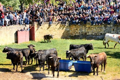 Las fiestas de San Juan 2024 ya celebran su primer acto en Valonsadero, el Desencajonamiento.