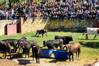 Las fiestas de San Juan 2024 ya celebran su primer acto en Valonsadero, el Desencajonamiento.