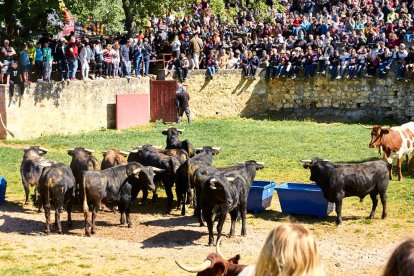 Las fiestas de San Juan 2024 ya celebran su primer acto en Valonsadero, el Desencajonamiento.