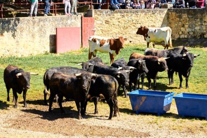 Las fiestas de San Juan 2024 ya celebran su primer acto en Valonsadero, el Desencajonamiento.