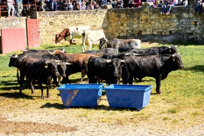 Las fiestas de San Juan 2024 ya celebran su primer acto en Valonsadero, el Desencajonamiento.