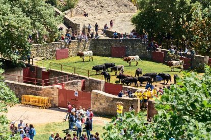 Las fiestas de San Juan 2024 ya celebran su primer acto en Valonsadero, el Desencajonamiento.