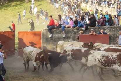 Tradicional 'Lavalengüillas' en Valonsadero