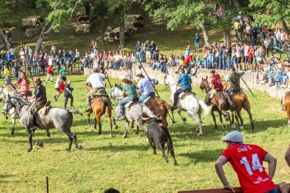 Tradicional 'Lavalengüillas' en Valonsadero