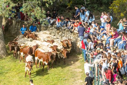 Tradicional 'Lavalengüillas' en Valonsadero