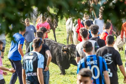 Tradicional 'Lavalengüillas' en Valonsadero