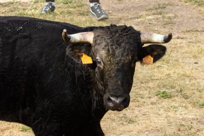 Tradicional 'Lavalengüillas' en Valonsadero