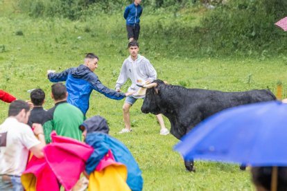 Un Lavalenguas vespertino pasado por agua