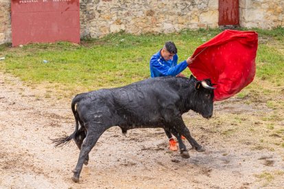 Un Lavalenguas vespertino pasado por agua