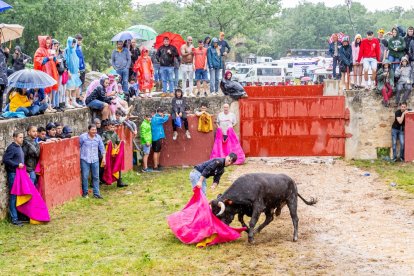 Un Lavalenguas vespertino pasado por agua