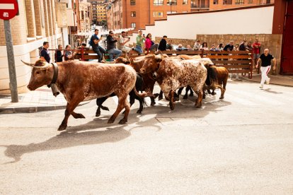Encierro de la ACT Soriana de Encierros.