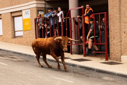 Encierro de la ACT Soriana de Encierros.