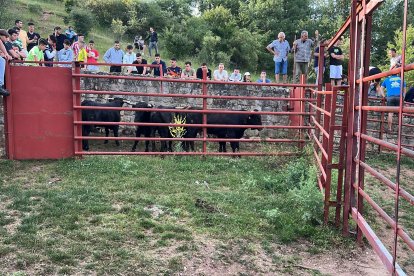 Los siete primeros novillos que han subido con los caballistas en los corrales.