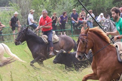 Caballistas conduciendo a un novillo hace unos minutos.