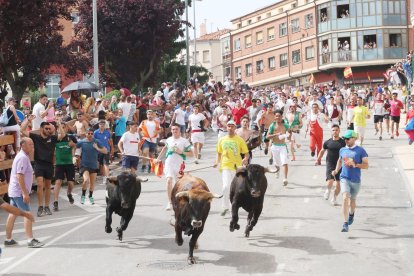 Los cuatro últimos toros que han entrado a esta hora a la plaza.
