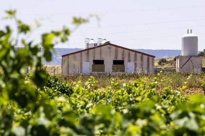 Una granja entre viñedos.