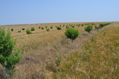 Finca de cereal con frutales en Palencia.