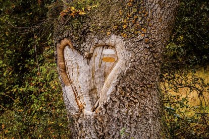 Los árboles, eternos sufridores del amor, o desamor, humano.