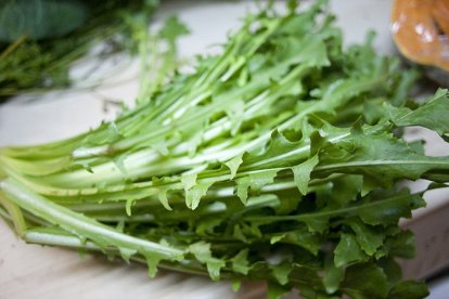 Achicoria cultivada.