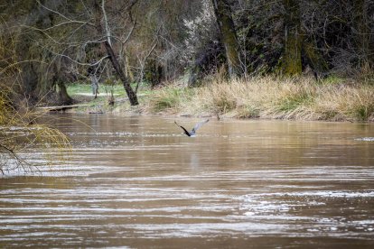 La Confederación Hidrográfica del Duero recomienda extremar la precaución en todo el cauce.